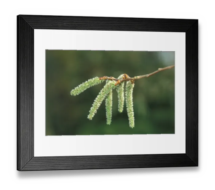 Framed Print : Aspen catkins - April Framed Print : Aspen catkins - April