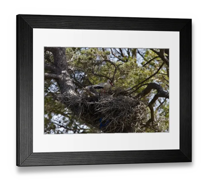 Framed Print : White Storks nesting in a Stone Pine, Coto Donana, Spain