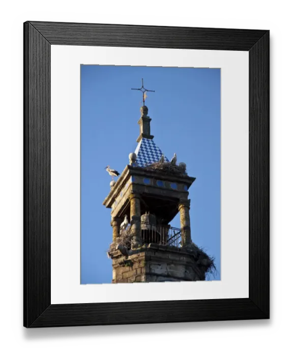 Framed Print : White Storks nesting on church tower, Trujillo, Extremadura, Spain Framed Print : White Storks nesting on church tower, Trujillo, Extremadura, Spain