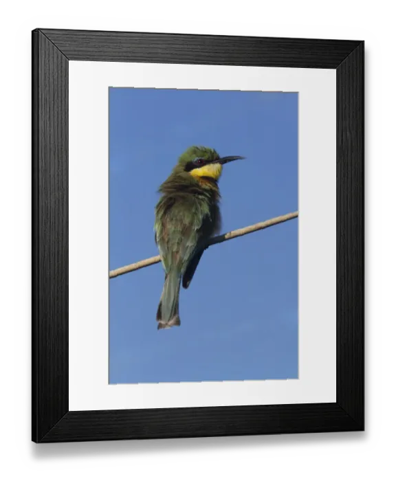 Framed Print : Little Bee-eater near Kwara Camp Botswana