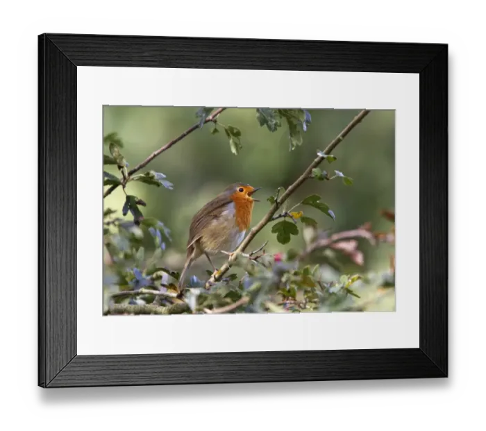 Framed Print : European Robin singing - Erithacus rubecula Framed Print : European Robin singing - Erithacus rubecula
