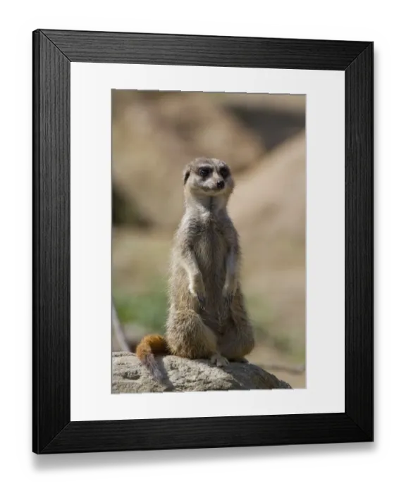 Framed Print : The meerkat or suricate, Suricata suricatta, is a small mammal belonging to the mongoose family Framed Print : The meerkat or suricate, Suricata suricatta, is a small mammal belonging to the mongoose family