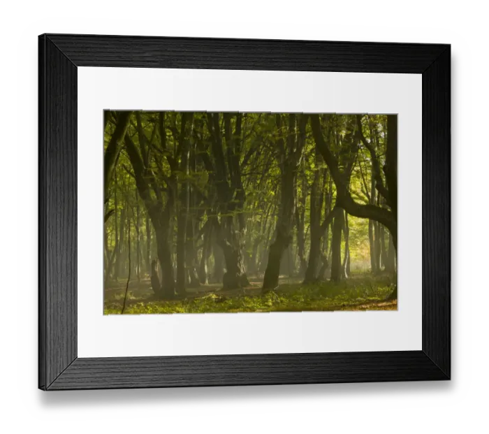 Framed Print : Old mixed Common Beech (Fagus sylvatica) and European Hornbeam (Carpinus betulus) forest habitat in early morning mist Framed Print : Old mixed Common Beech (Fagus sylvatica) and European Hornbeam (Carpinus betulus) forest habitat in early morning mist
