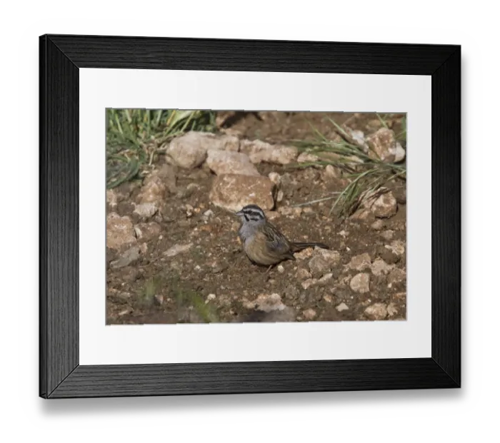 Framed Print : Rock Bunting, Taken at Monfrague Park Spain Framed Print : Rock Bunting, Taken at Monfrague Park Spain