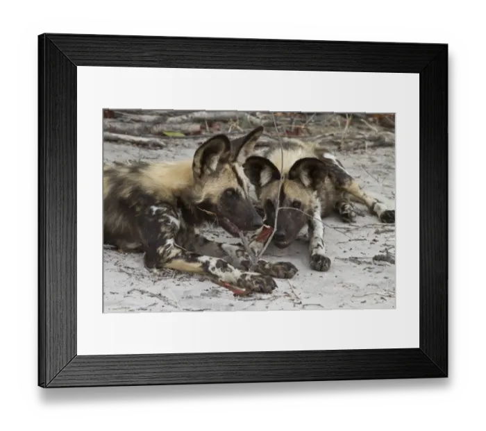 Framed Print : Two hunting dog play with a stick. Lycaon pictus is a large canid found only in Africa Framed Print : Two hunting dog play with a stick. Lycaon pictus is a large canid found only in Africa