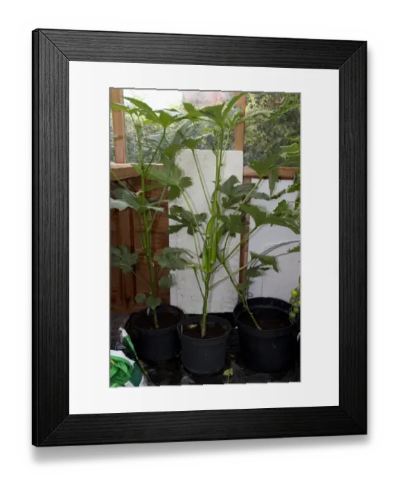 Framed Print : Okra is valued for its edible green seed pods. Originating in Africa, the plant is cultivated in tropical