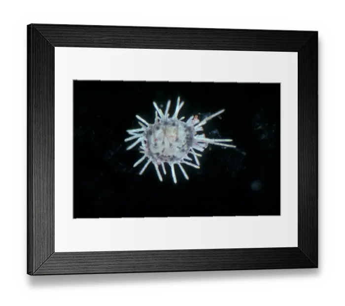 Framed Print : Echinocardium cordatum, young common heart urchin x12