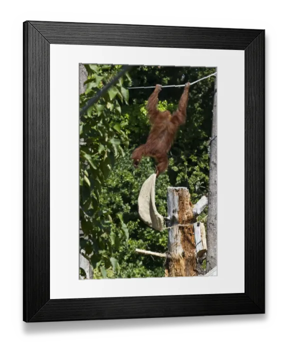 Framed Print : Orangutan at Durrell Wildlife Conservation Trust, Jersey, plays with old sack Framed Print : Orangutan at Durrell Wildlife Conservation Trust, Jersey, plays with old sack