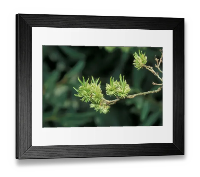 Framed Print : Eucommia ulmoides male flowers leaves just emerging Framed Print : Eucommia ulmoides male flowers leaves just emerging