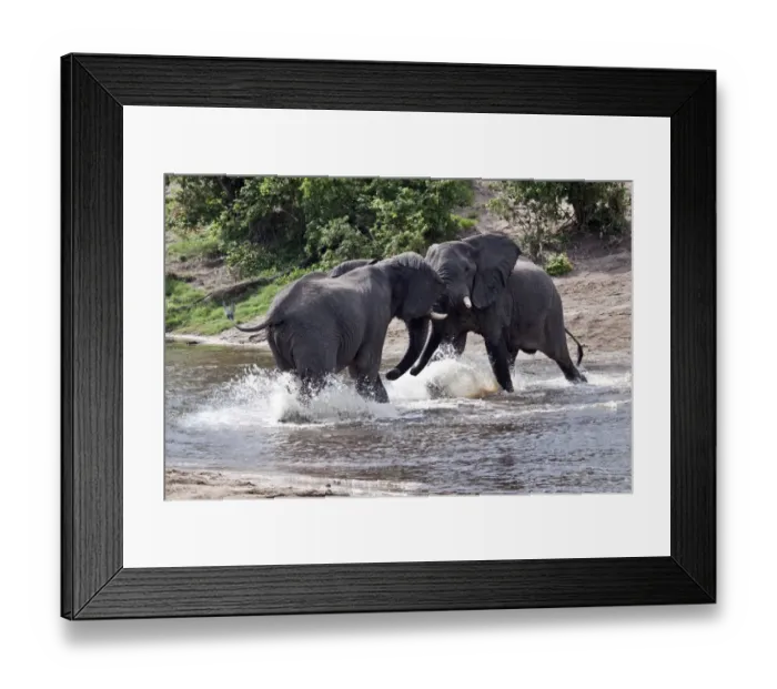 Framed Print : two African Elephants fight at small river cross Savuti Botswana Framed Print : two African Elephants fight at small river cross Savuti Botswana
