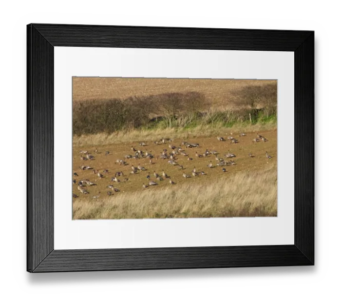 Framed Print : Pink footed geese feeding on newly harvested winter sugar beet field, Brancaster, North Norfolk Framed Print : Pink footed geese feeding on newly harvested winter sugar beet field, Brancaster, North Norfolk