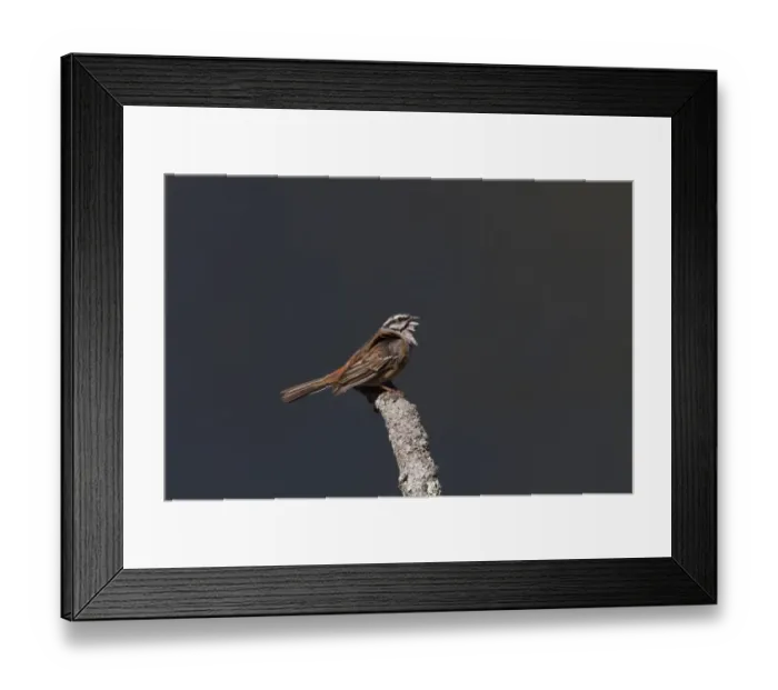 Framed Print : Rock Bunting, Singing Taken at Monfrague Park Spain Framed Print : Rock Bunting, Singing Taken at Monfrague Park Spain