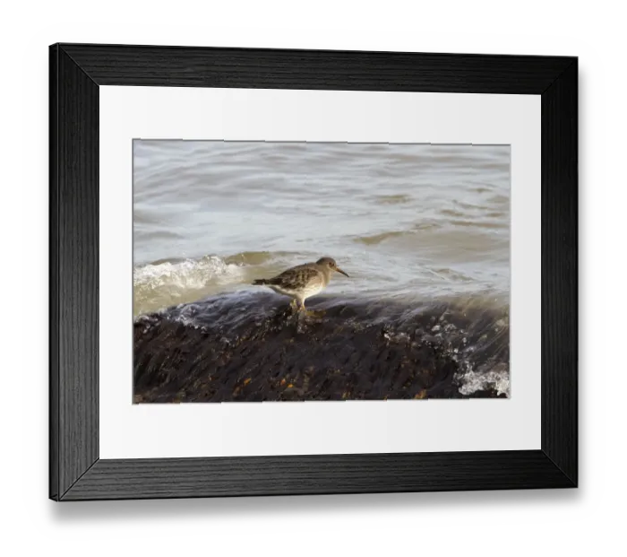 Framed Print : Purple Sandpiper - autumn visitor to Lowestoft Suffolk Framed Print : Purple Sandpiper - autumn visitor to Lowestoft Suffolk