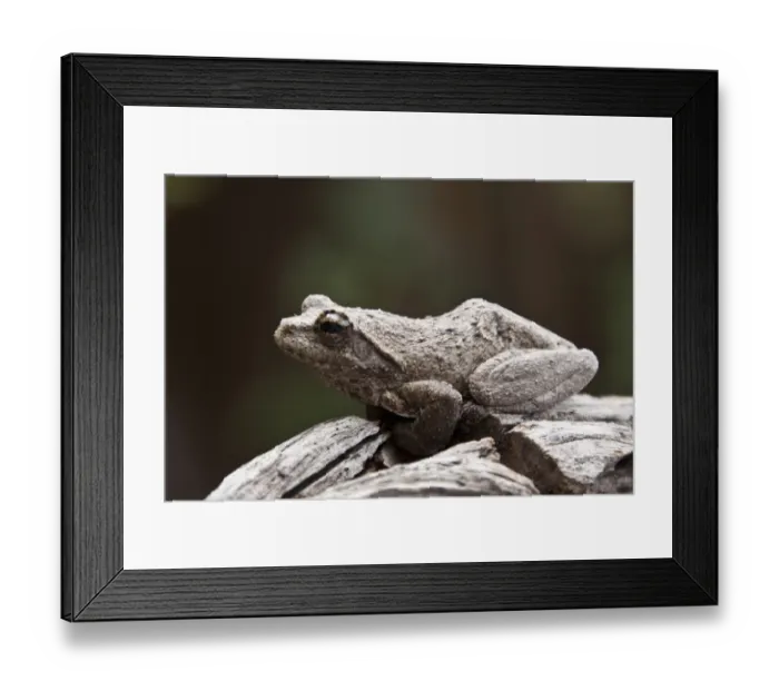 Framed Print : African foam nest frog chiromantis xerampelina - Okavango, Botswana Framed Print : African foam nest frog chiromantis xerampelina - Okavango, Botswana