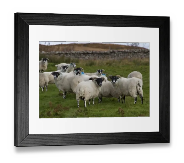 Framed Print : scottish black face sheep on Jura Framed Print : scottish black face sheep on Jura