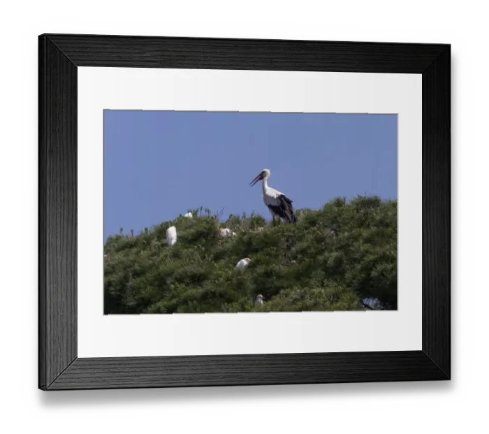 Framed Print : White Stork on Stone Pine with Squacco Herons - Coto Donana, Spain