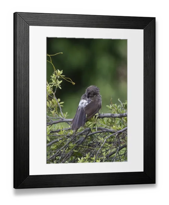Framed Print : hartlaubs babbler