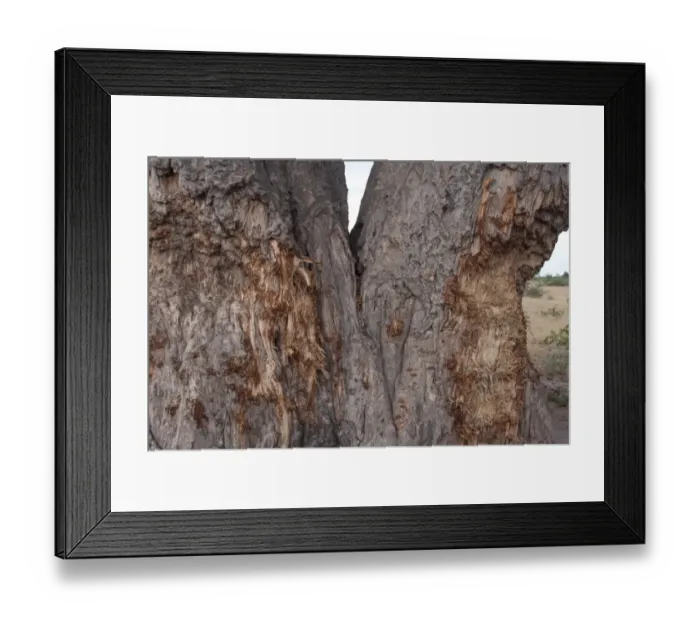 Framed Print : Elephant damage to a Baobabe tree Framed Print : Elephant damage to a Baobabe tree