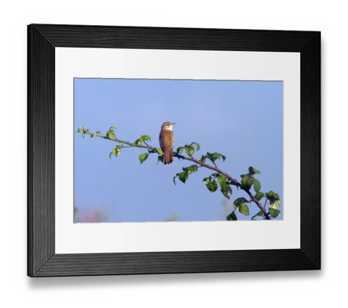 Framed Print : Rufous Bush Robin on bramble - taken in southern Spain