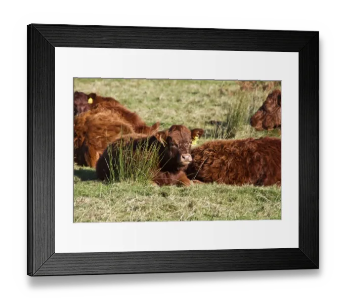 Framed Print : Luing cattle, beef breed developed on island of Luing, herd resting in pasture, Jura, Inner Hebrides, Scotland Framed Print : Luing cattle, beef breed developed on island of Luing, herd resting in pasture, Jura, Inner Hebrides, Scotland
