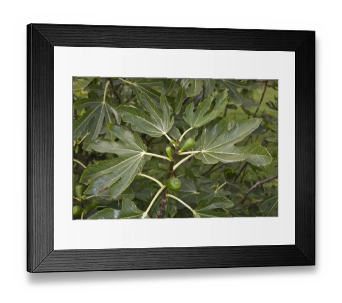 Framed Print : fig, fruit and leaf Framed Print : fig, fruit and leaf