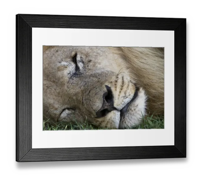 Framed Print : Adult male lion sleeping