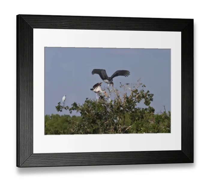 Framed Print : Marabous Stork with Yellow billed stork and yellow billed egret roosting site in the Okavango Delta Botswana Framed Print : Marabous Stork with Yellow billed stork and yellow billed egret roosting site in the Okavango Delta Botswana