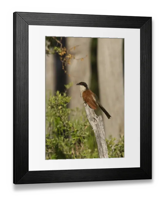 Framed Print : Senegal Coucal near Kwara Camp Botswana Framed Print : Senegal Coucal near Kwara Camp Botswana