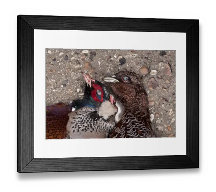 Framed Print : Dead game birds, male pheasant, dark colour female pheasant and red legged partridge Framed Print : Dead game birds, male pheasant, dark colour female pheasant and red legged partridge