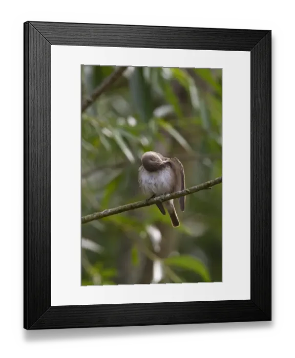 Framed Print : Spotted flycatcher preening Framed Print : Spotted flycatcher preening