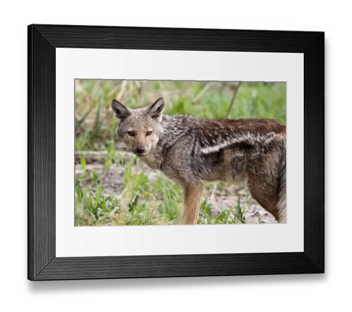 Framed Print : Side striped Jacket - A shy and retiring jackal who#s side stripe is rather cryptic and nondescript Framed Print : Side striped Jacket - A shy and retiring jackal who#s side stripe is rather cryptic and nondescript