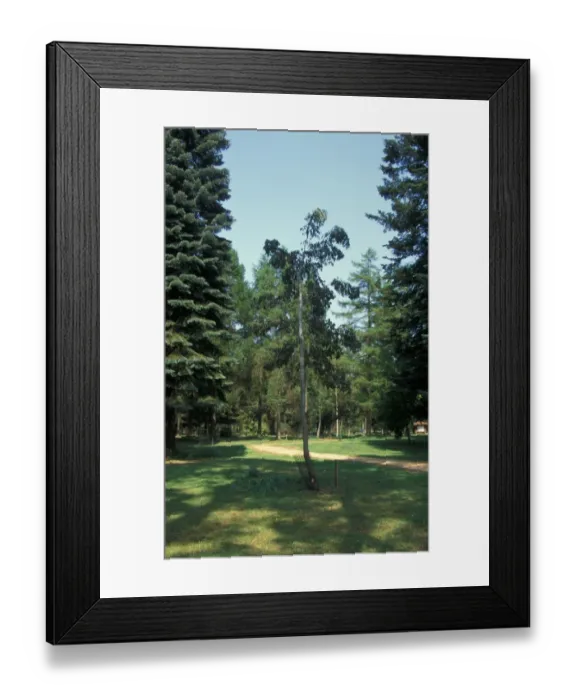 Framed Print : Cider gum tree - Eucalyptus gunnii Framed Print : Cider gum tree - Eucalyptus gunnii