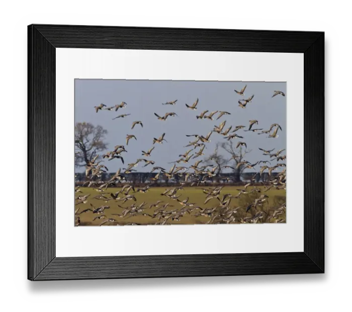 Framed Print : Pink footed Geese, winter flock flying over sugar beet fields at Brancaster, North Norfolk