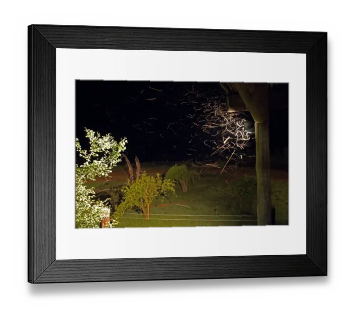 Framed Print : Insects attracted to light after dark in the African bush
