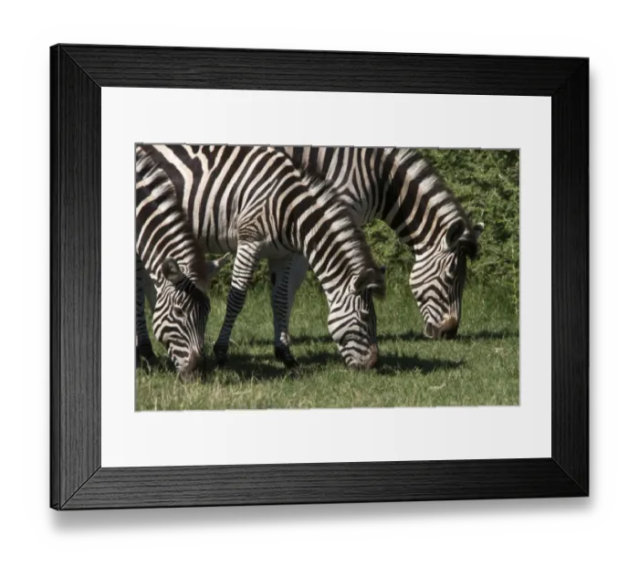 Framed Print : Browsing Burchell sw Zebra s Framed Print : Browsing Burchell sw Zebra s