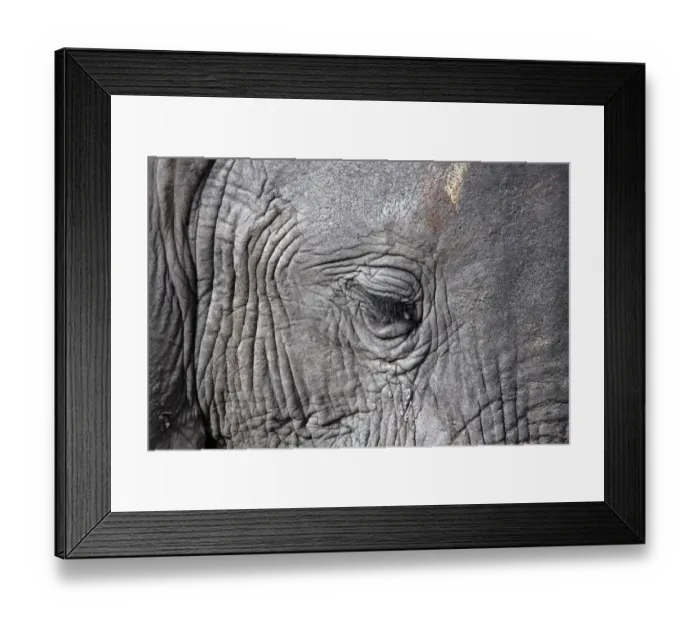 Framed Print : African Elephant face showing small eye and eyelashes Framed Print : African Elephant face showing small eye and eyelashes