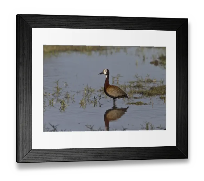 Framed Print : White faced Duck - Okavango delta Framed Print : White faced Duck - Okavango delta