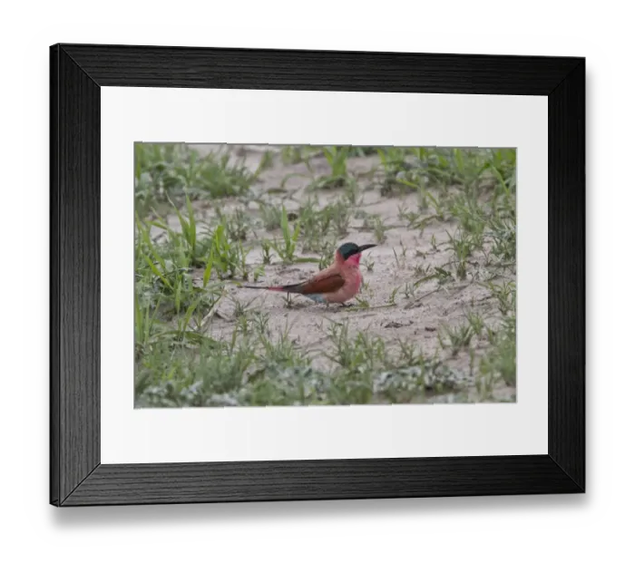 Framed Print : Southern Carmine Bee-eater, near Savuti Botswana Framed Print : Southern Carmine Bee-eater, near Savuti Botswana