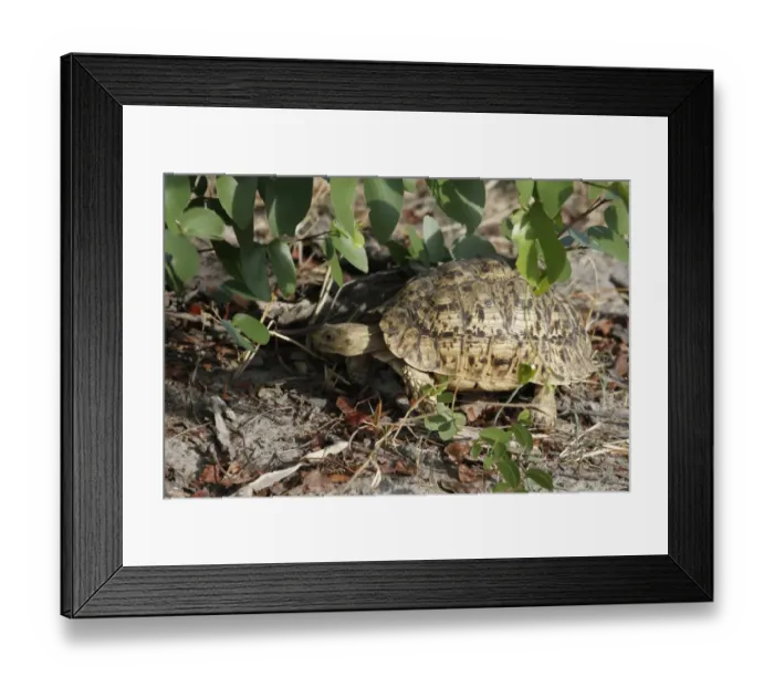 Framed Print : Leopard or Mountain Tortoise a very common species in southern Africa Framed Print : Leopard or Mountain Tortoise a very common species in southern Africa