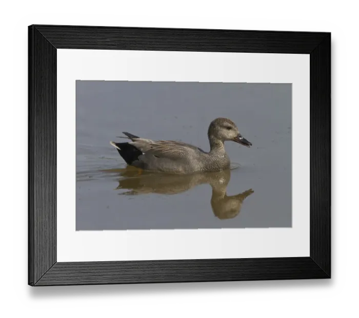 Framed Print : Gadwall male - spring Framed Print : Gadwall male - spring