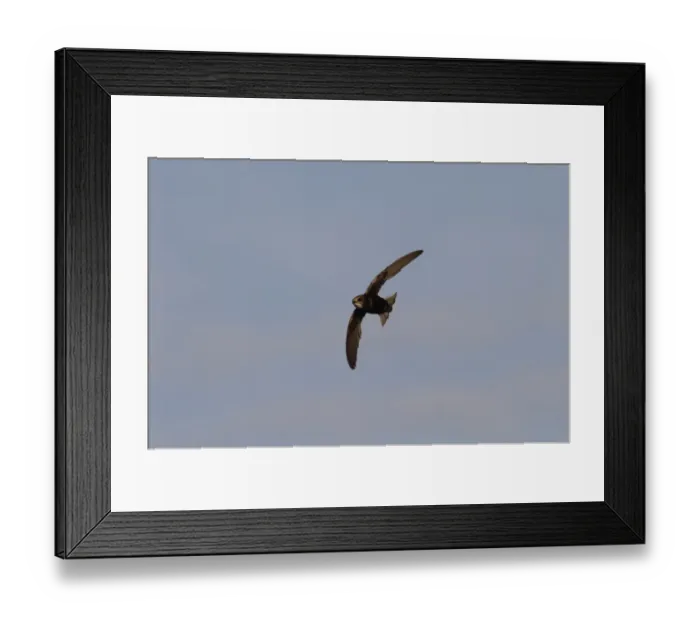 Framed Print : Little Swift in flight, Sanlucar de la Barrameda, Spain