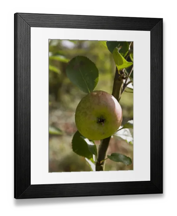 Framed Print : A Bramley apple ready for picking