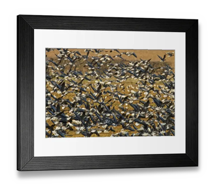 Framed Print : A large flock of Pink Footed Geese take flight from a sugar beet field Framed Print : A large flock of Pink Footed Geese take flight from a sugar beet field