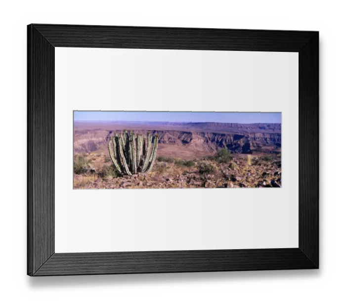 Framed Print : Namibia Euphorbia virosa growing with Fish River canyon behind - Namibia Framed Print : Namibia Euphorbia virosa growing with Fish River canyon behind - Namibia