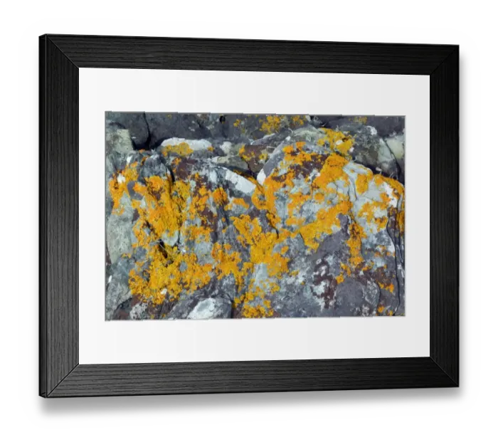 Framed Print : yellow scales, a colourful coastal lichen Framed Print : yellow scales, a colourful coastal lichen