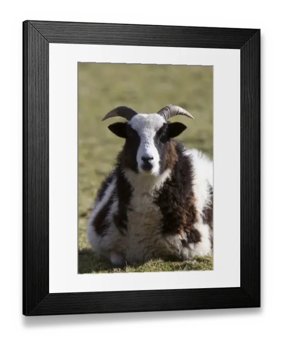 Framed Print : The Jacob sheep is a breed of unimproved multihorned sheep, patterned with black and white spots Framed Print : The Jacob sheep is a breed of unimproved multihorned sheep, patterned with black and white spots
