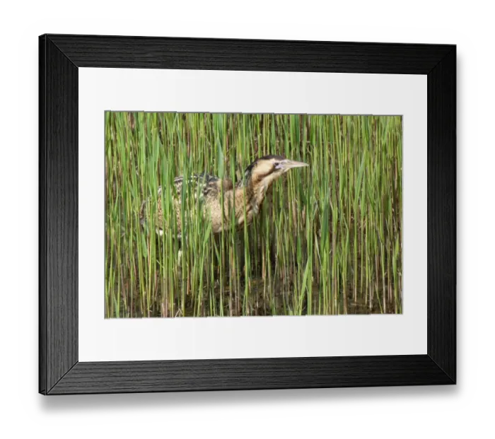 Framed Print : Male Bittern walks through young reeds