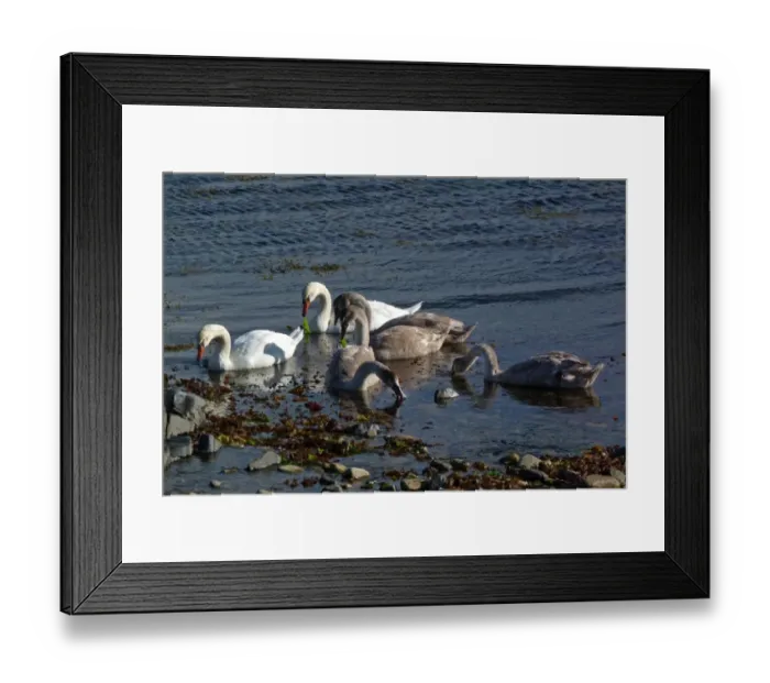 Framed Print : mute swan family group feeding on seaweed - Jura, Scotland Framed Print : mute swan family group feeding on seaweed - Jura, Scotland