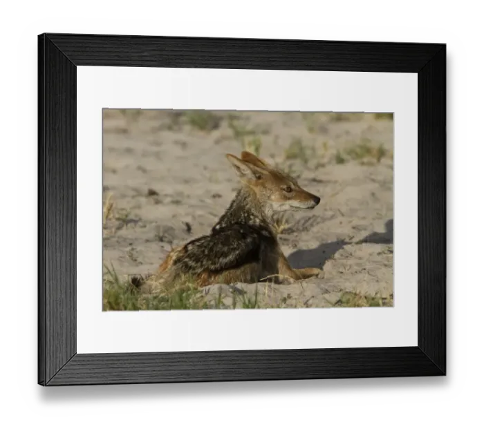 Framed Print : Black Backed Jackal - Botswana Framed Print : Black Backed Jackal - Botswana