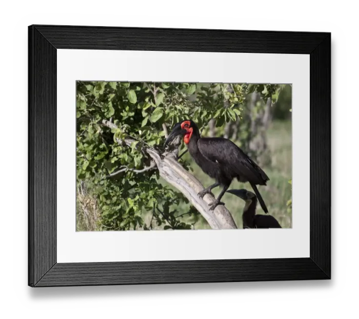 Framed Print : Ground hornbill adult male with immature in background. Near Lebala camp botswana Framed Print : Ground hornbill adult male with immature in background. Near Lebala camp botswana